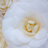 Absolute Super Elixir: Your Ultimate Skincare glow Solution
